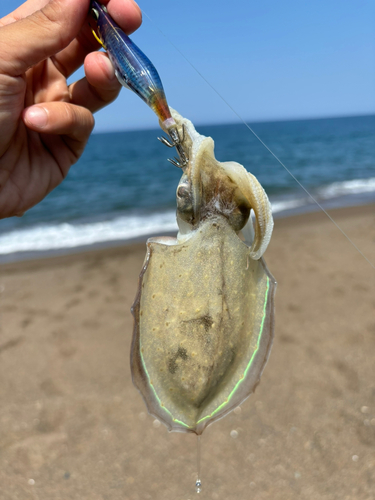 コウイカの釣果