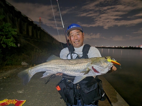 シーバスの釣果