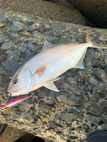 ネリゴの釣果