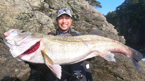 スズキの釣果