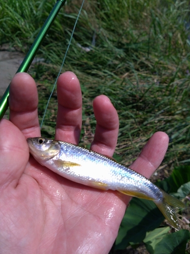 カワムツの釣果