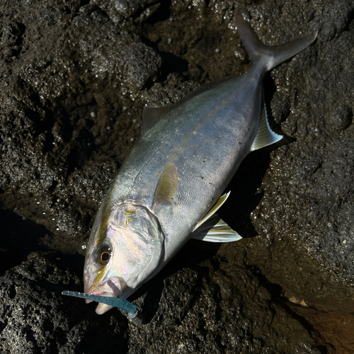 カンパチの釣果