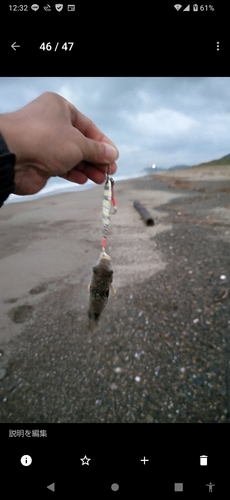 カマスの釣果