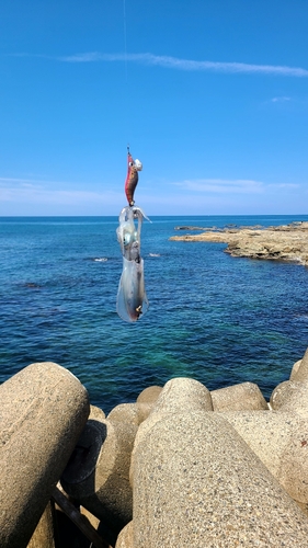 アオリイカの釣果