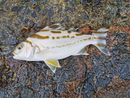 コトヒキの釣果