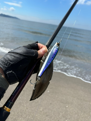 シタビラメの釣果