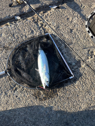 ソウダガツオの釣果