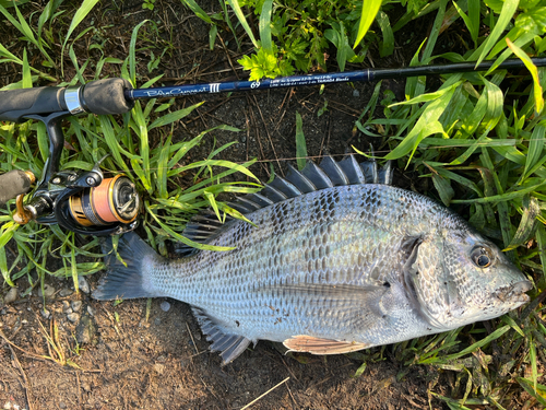 チヌの釣果