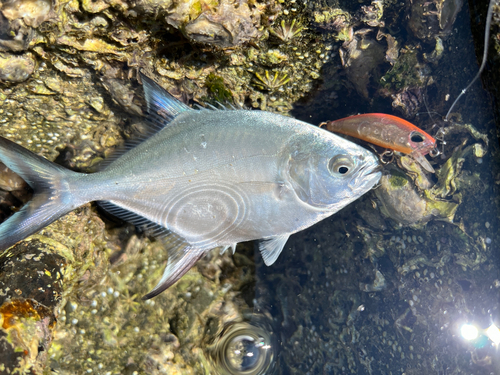 コバンアジの釣果