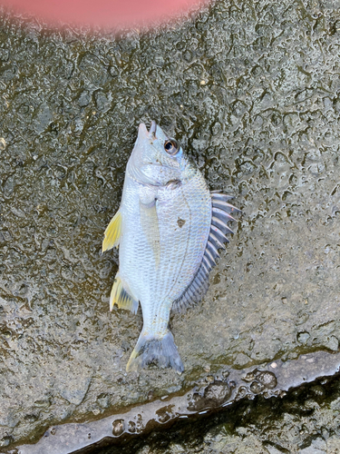 キビレの釣果