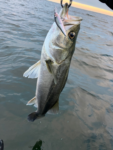 シーバスの釣果