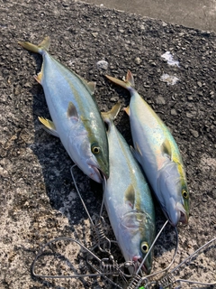 ハマチの釣果