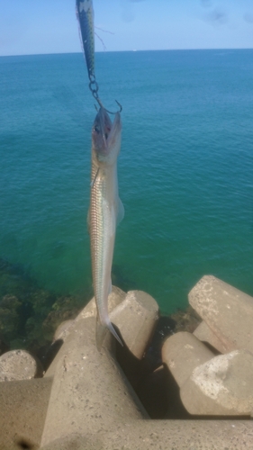 エソの釣果