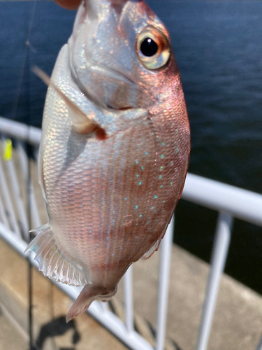 チャリコの釣果