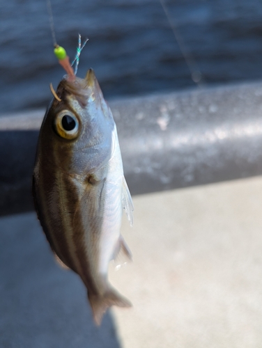 イサキの釣果