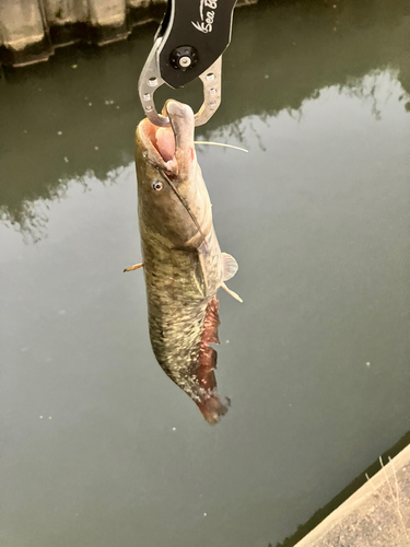 マナマズの釣果