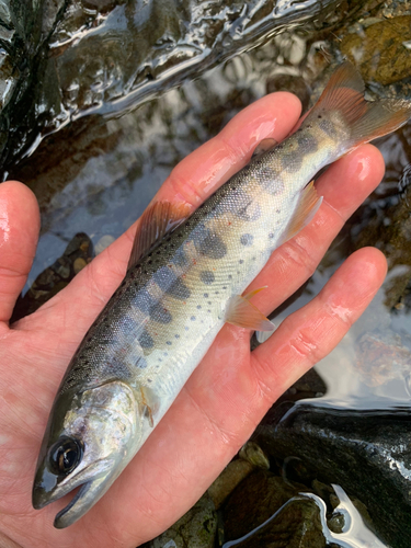 アマゴの釣果