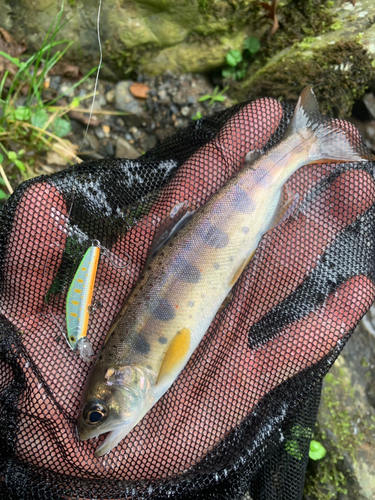 アマゴの釣果