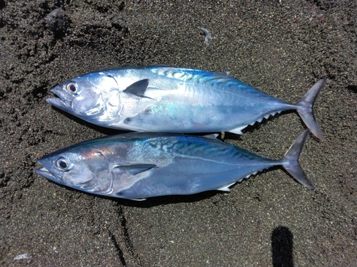 スマガツオの釣果