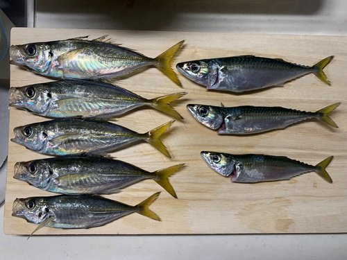 アジの釣果