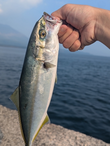 ツバスの釣果