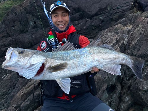 スズキの釣果