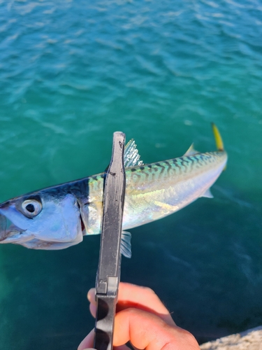 サバの釣果