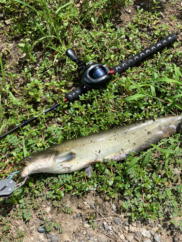 ナマズの釣果