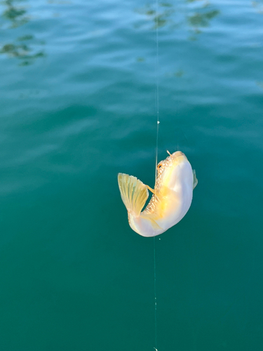 フグの釣果