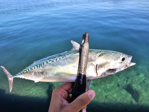 ソウダガツオの釣果