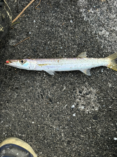 カマスの釣果