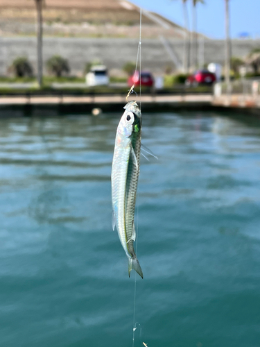 イワシの釣果