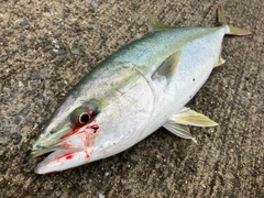 イナダの釣果