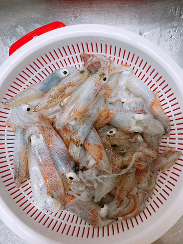 ベイカの釣果