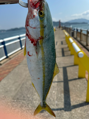 ヤズの釣果