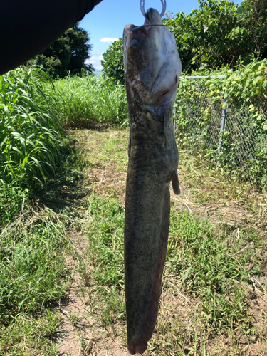 ナマズの釣果