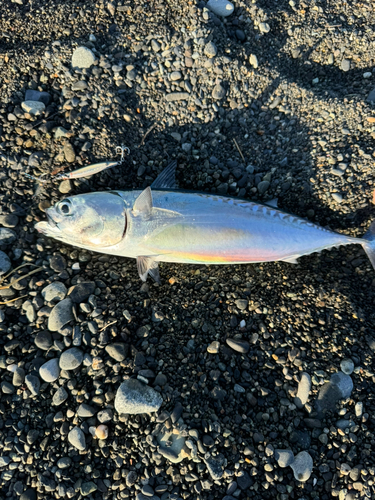 ソウダガツオの釣果