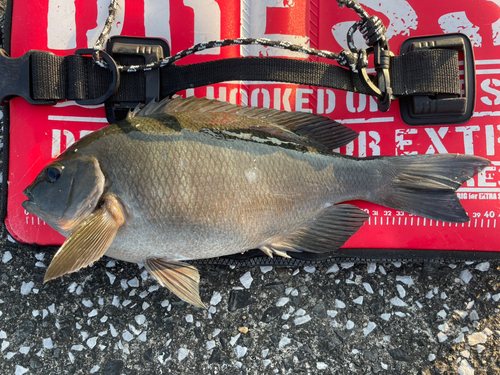 グレの釣果