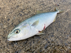 ワカシの釣果