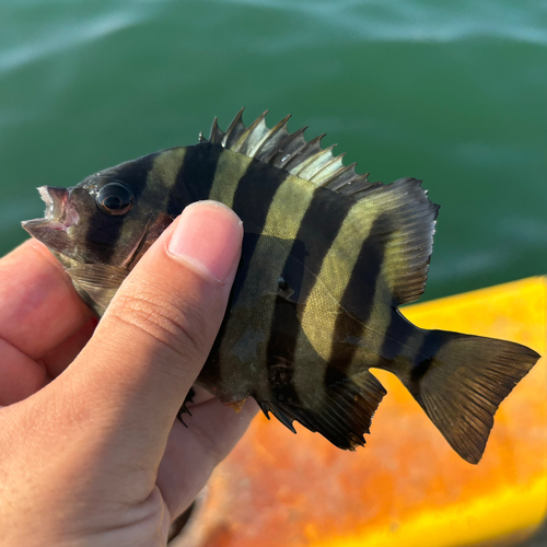 イシダイの釣果