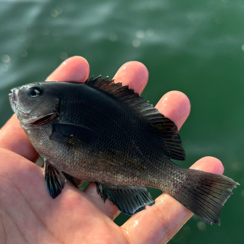 メジナの釣果