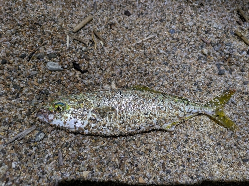 ツバイソの釣果