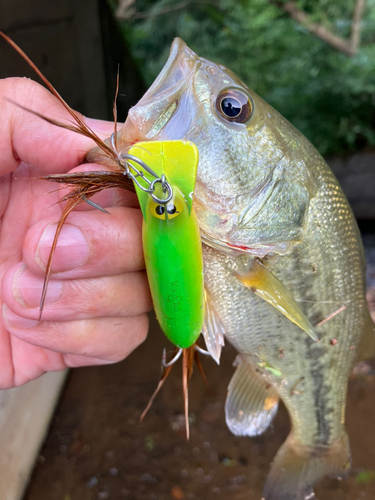 ラージマウスバスの釣果