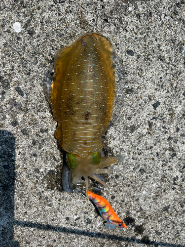 アオリイカの釣果