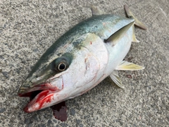 イナダの釣果