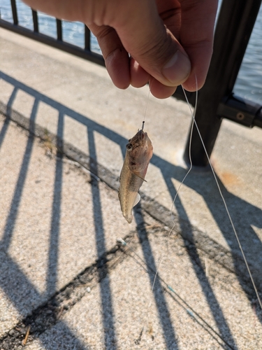 ハゼの釣果