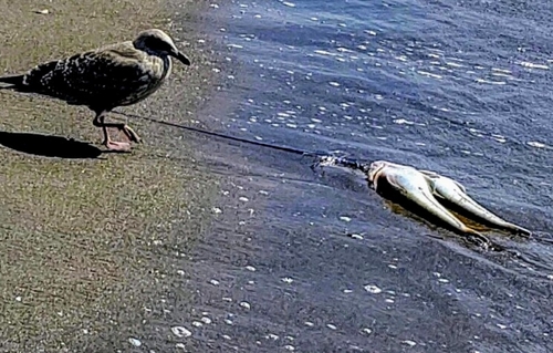 ワタリガニの釣果