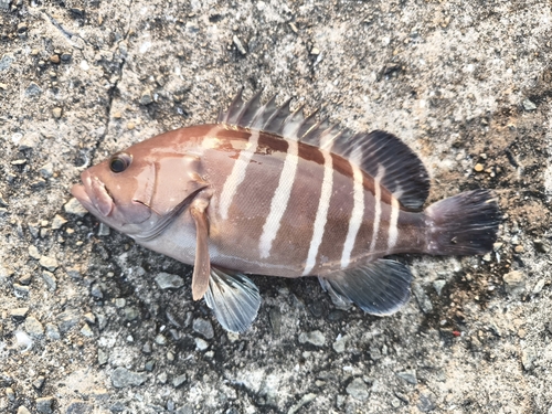 マハタの釣果