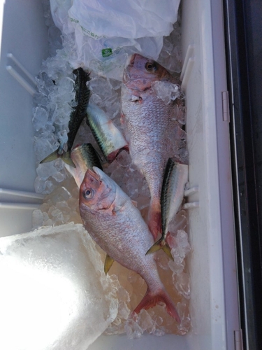 マダイの釣果