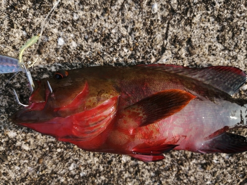 ニジハタの釣果